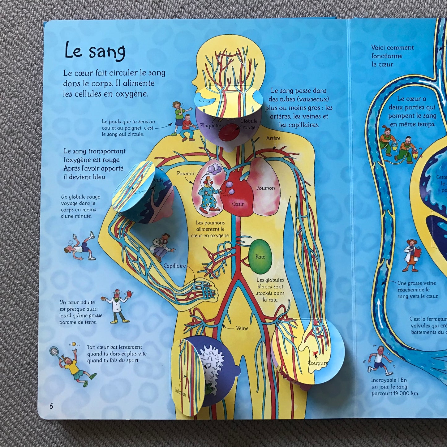 Le corps humain (Fenêtre sur) - Pop up book