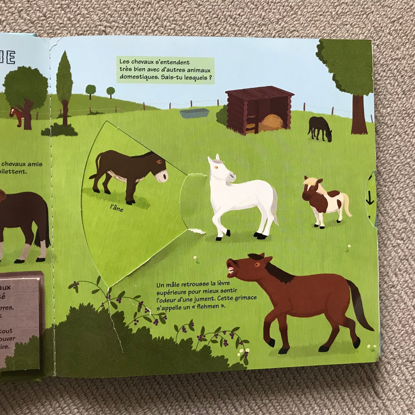Kididoc: Les chevaux et les poneys