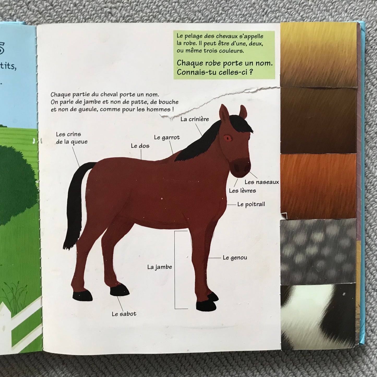 Kididoc: Les chevaux et les poneys
