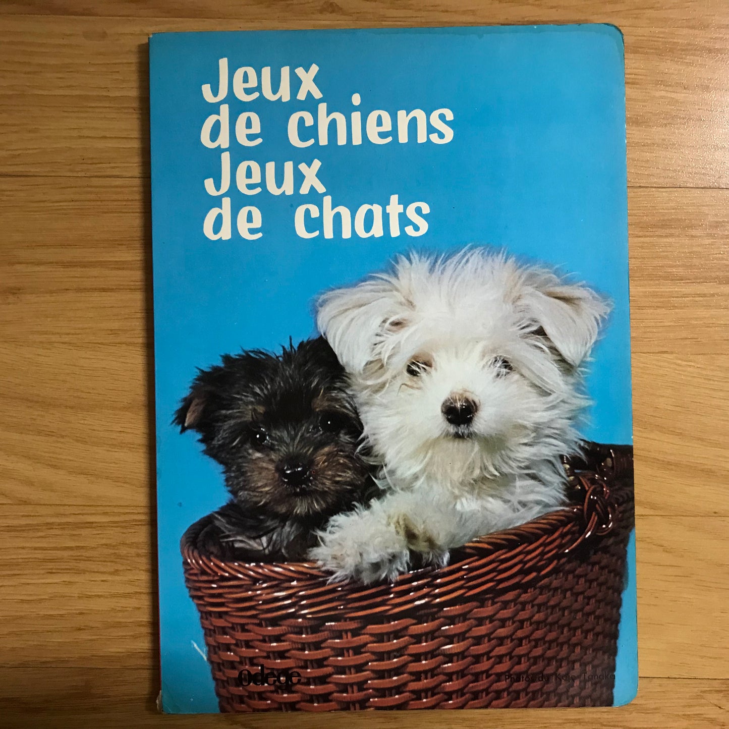 Jeux de chiens Jeux de chats