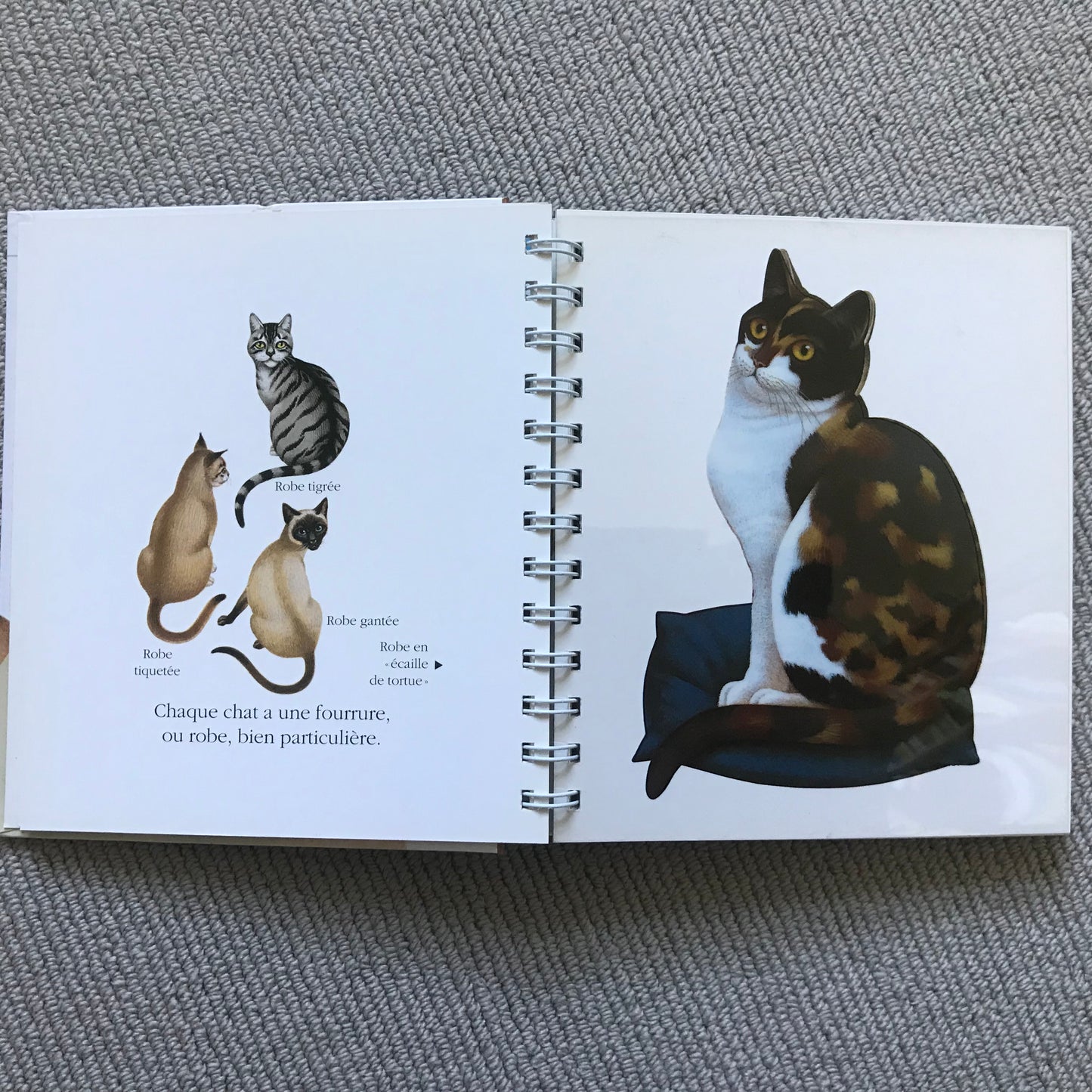 Le chat, mes premières découvertes Gallimard