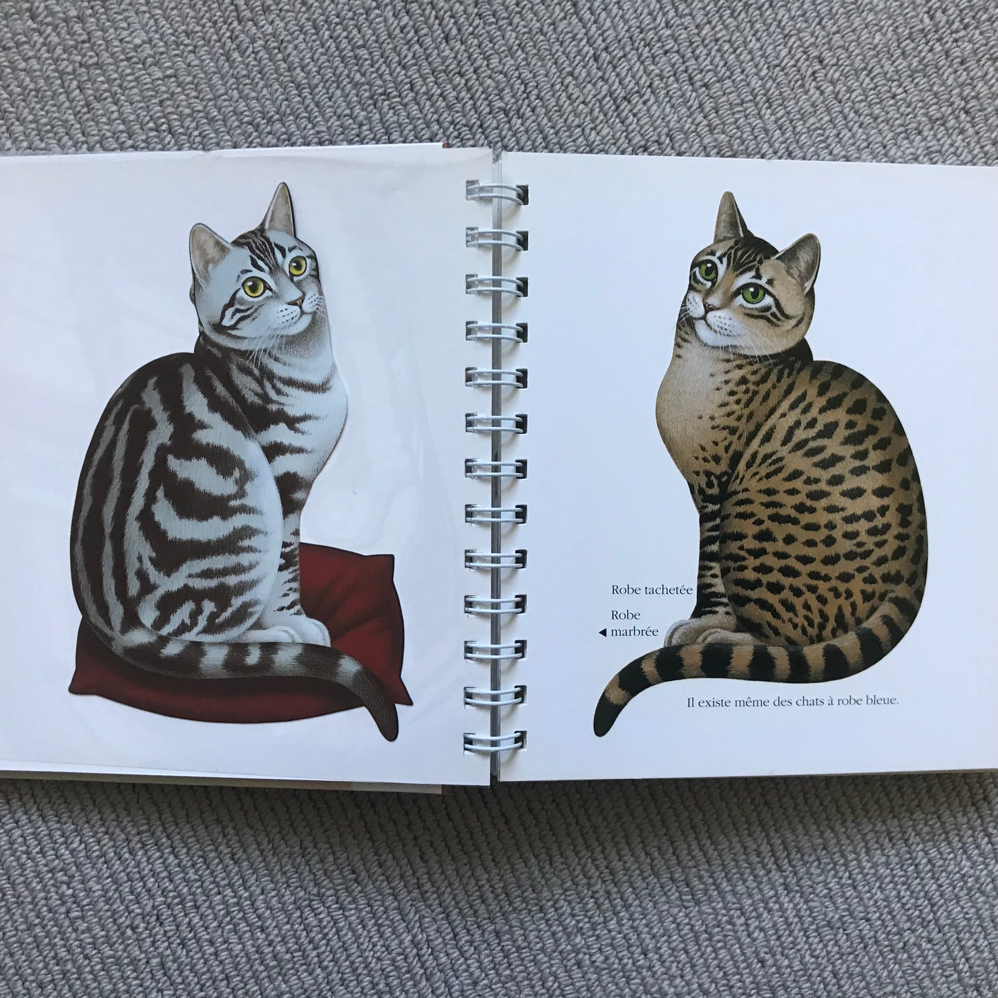 Le chat, mes premières découvertes Gallimard