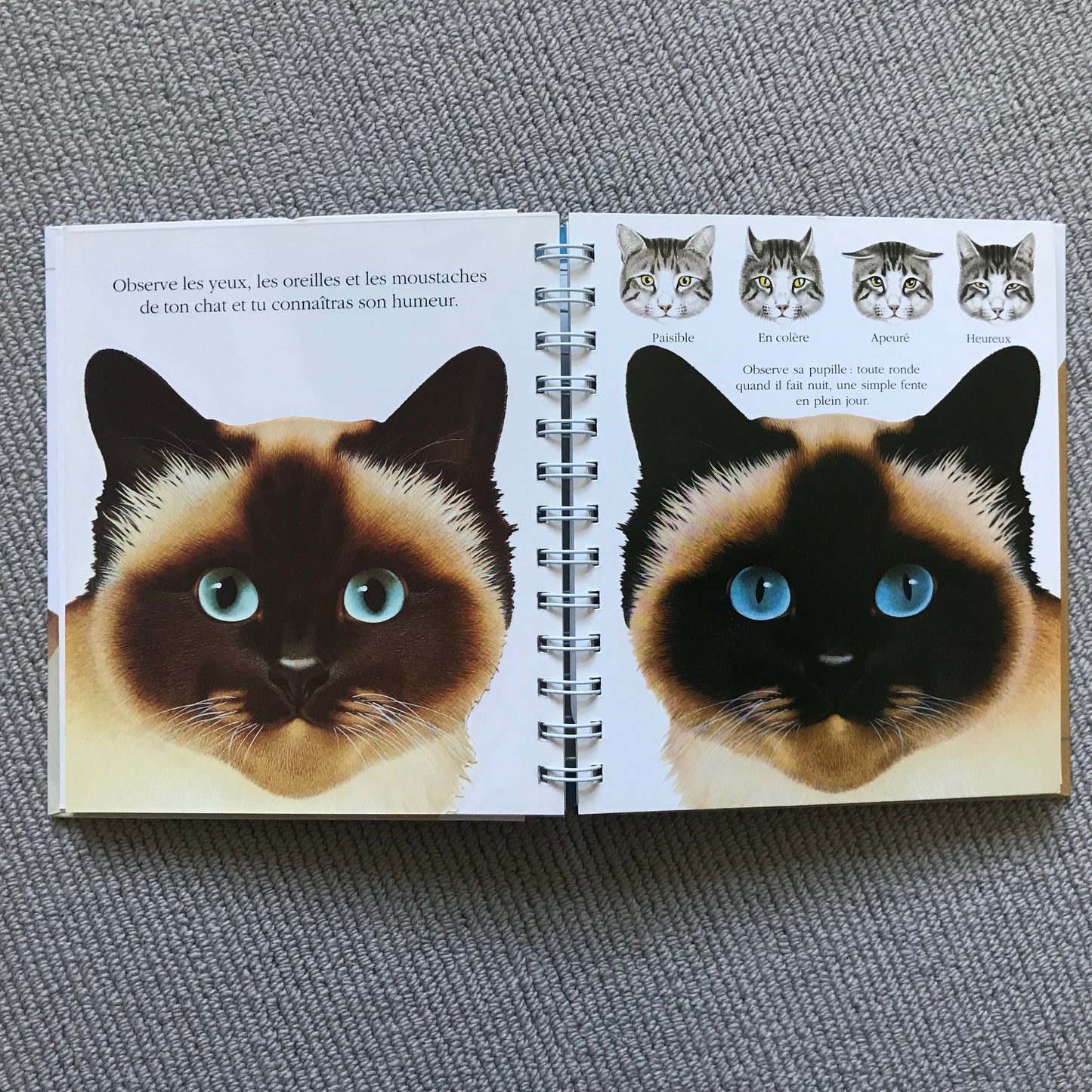 Le chat, mes premières découvertes Gallimard