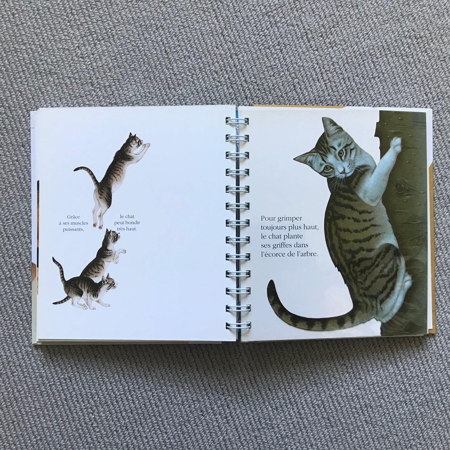 Le chat, mes premières découvertes Gallimard