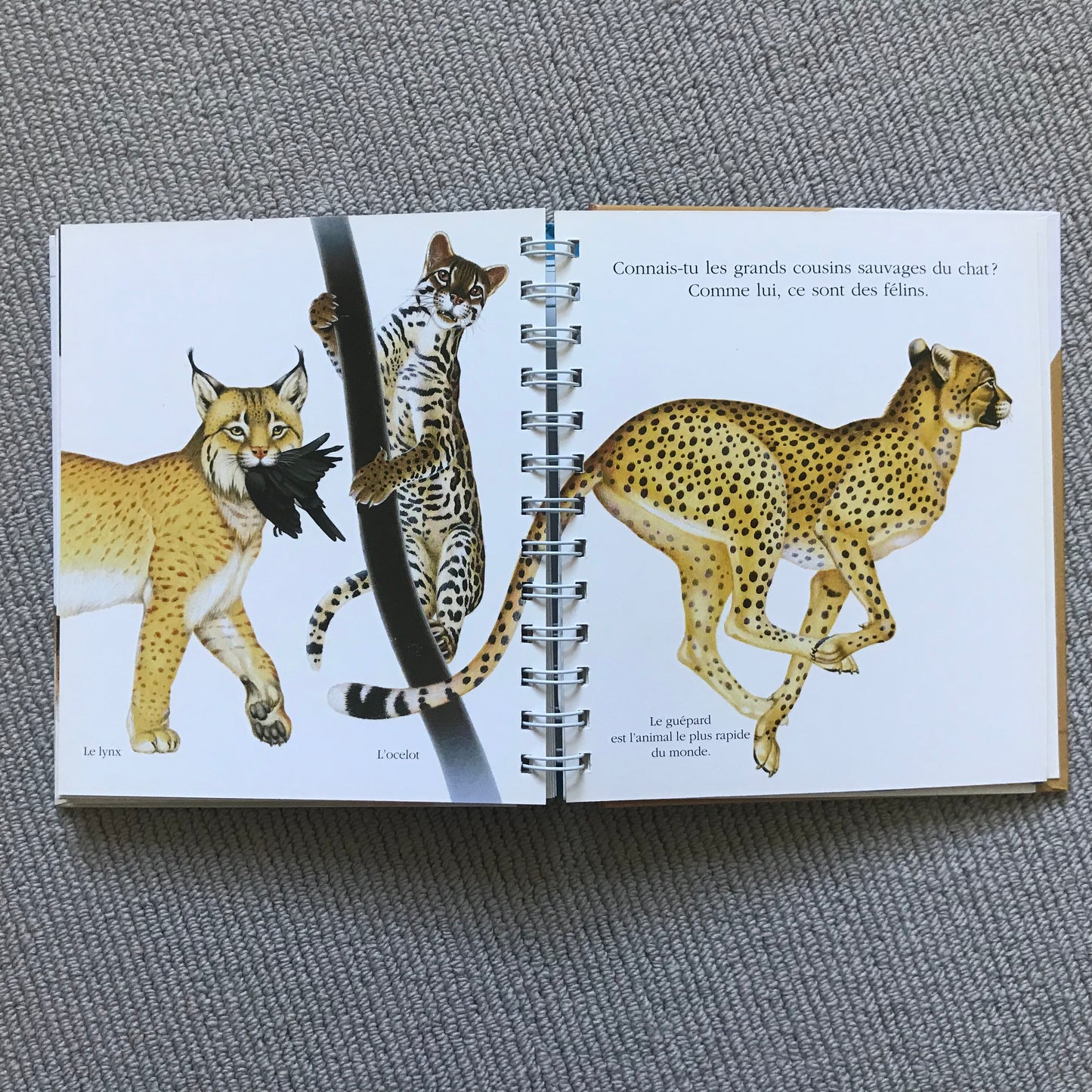 Le chat, mes premières découvertes Gallimard